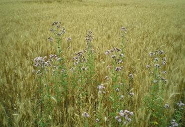 Chardons, Deux-Sèvres