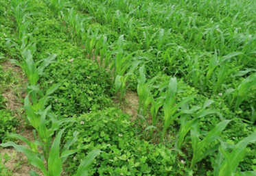 Le couvert sert à protéger les plantules des aléas climatiques.