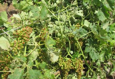 Du raisin frappé par le grêle.