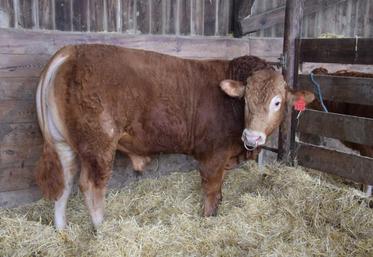 Quatre éleveurs charentais et de la Vienne ont financé collectivement l’achat de Paillard : Laurent Lepreux (2e en partant de la gauche), Romain et Jean-Claude Provost, Laurent Leservoisier et Pierre-Henri Dessalas, aux côtés d’Eric Cazenavette (dernier à droite).