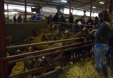 Le 28 novembre, l’assemblée générale du syndicat caprin de la Charente a mobilisé de nombreux éleveurs et professionnels de la filière.