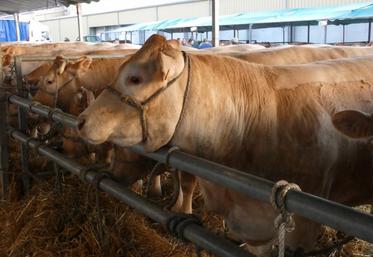 La 18ème édition du concours bovins de Tonnay-Boutonne s'est déroulée le 1er avril.