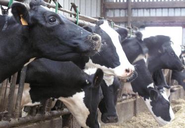 A la date du 13 avril 2015, quatre cas de tuberculose bovine ont été découverts en Charente depuis le début de l'année.