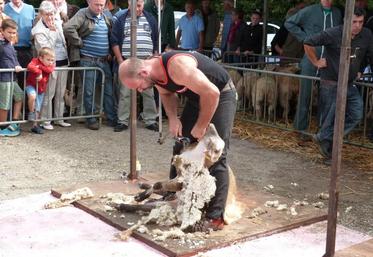 Christophe Riffaut est un habitué de la Saint-Barthélemy. Le tondeur professionnel est le président de l’association candidate à l’organisation du Mondial de tonte 2019 dans sa commune du Dorat (87).