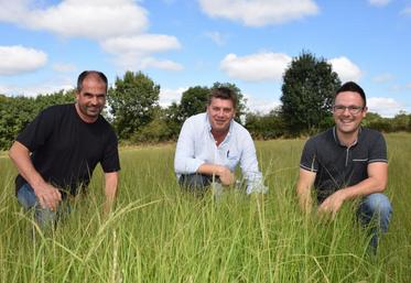 Emmanuel Guignard de la SCEA Férolles, Philippe Lapierre d’Emergence agro et Alexis Deligné de Pasquier VGT’AL, à Trayes, sur la parcelle test d’Eragrostis tef d’Emmanuel, mi-septembre 2019.
