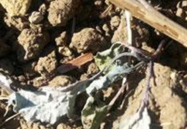 Foyer de larves de punaises.