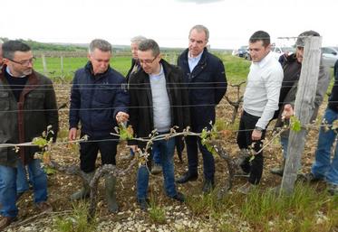 Patrick Soury, Bruno Marin, Jérome Despey, Daniel Sauvaitre et Julien Massé ont constaté les dégâts dans les vignes.