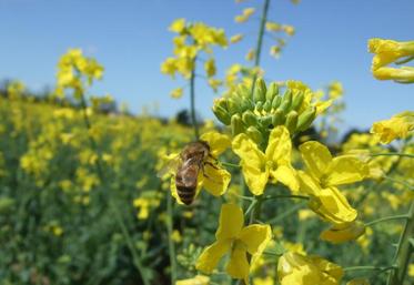 Les abeilles butinent dans un rayon de 3 kms autour de la ruche. Même si on ne les voit pas, il y en a forcément dans les parcelles.