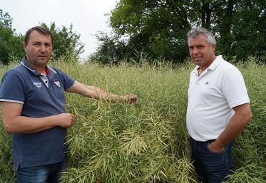 De gauche à droite : Jean-Paul Dupouy, technicien d’Océalia aux côtés de Thierry Marquis, viticulteur et céréalier à Vaux-Rouillac.