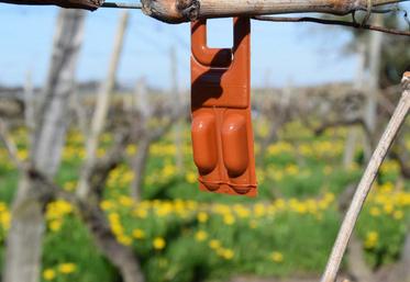 La méthode de confusion sexuelle permet de lutter contre les vers de la grappe. L’objectif est de saturer l’environnement de phéromones femelles.