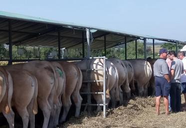 De beaux animaux, bien préparés...