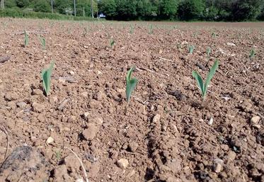 La culture du maïs est intéressante pour diversifier les modes d'action de lutte et ainsi mesurer les risques de résistance.