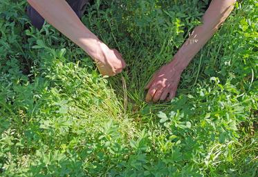 Cultures, protéines végétales