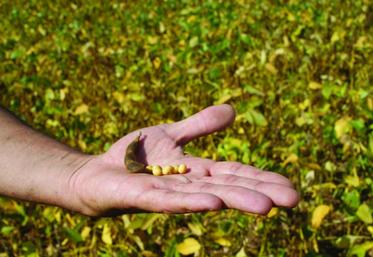 Fin octobre 2014, le service Agriculture de la Région annonçait avoir reçu 100 demandes de soutien (sous réserve d’acceptation des dossiers), représentant une surface de 570 hectares de soja, destinée à l’alimentation animale via Alicoop.