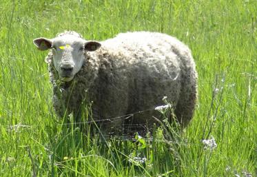 Ce marché, très saisonnier, a été pénalisé par un 1er semestre engorgé et l’érosion de la consommation.
