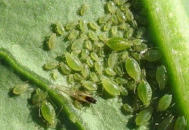 Le puceron vert du pêcher, vecteur du virus TuYV.