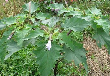 Un pied de datura pour 25 m2 peut suffire à provoquer une intoxication mortelle chez les bovins via le maïs ensilage.