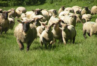 Dans la Vienne, la filière ovine est particulièrement dynamique.