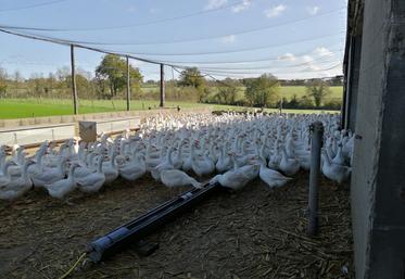 Grippe aviaire, volailles, filets