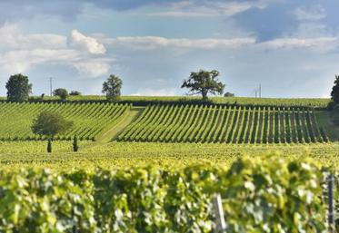 "Chez certains exploitants, il y aura effectivement une perte de rendement due au mildiou et au black-rot" , estime le BNIC.