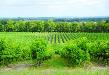 Le référentiel veut assurer la préservation de l’environnement mais aussi le développement économique pérenne de la filière cognac.