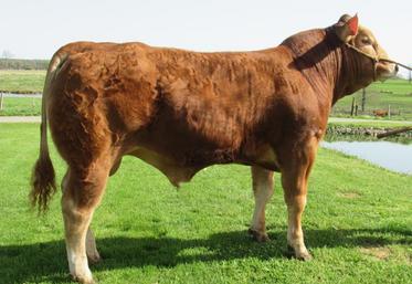 Rabelais, lot n°4, est le taureau qui a bénéficié de la meilleure enchère, remportée par Laurent Lepreux, éleveur à Saulgond.