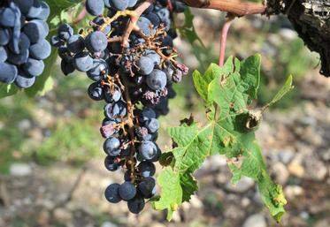 La grêle a touché 300 à 400 ha dans le vignoble cognaçais.