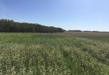 Les exploitants non éleveurs qui décident d’utiliser cette dérogation doivent mettre le fourrage à disposition d’éleveurs.