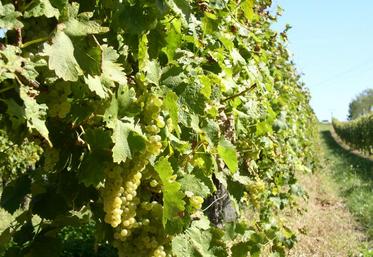 La filière fixe définitivement son rendement annuel 2018 à hauteur de 14,64 hl d’alcool pur par hectare.