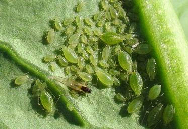 Parmi les menaces, le puceron vert du pêcher, le plus redouté.