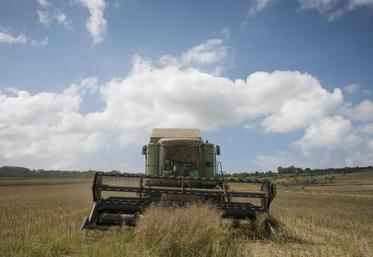 Le colza, en perte de vitesse ces dernières années en Charente-Maritime, était cette année la « bonne surprise » de la récolte.