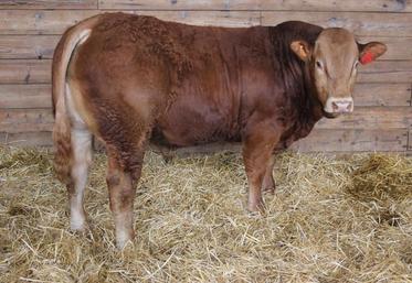 Loubard est « un animal d’exception » selon François Dumaine qui l’a acheté 12 200 €.