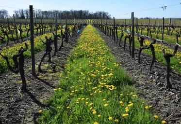 Le Conservatoire du vignoble charentais a tenu son assemblée générale le 10 juillet.