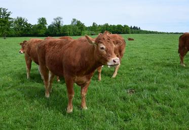 Sur les 10 cas de tuberculose bovine détectés en Charente en 2017, huit concernent des troupeaux allaitants et deux des élevages laitiers.