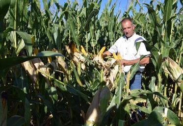 Le rendement du maïs peut être divisé par quatre par manque d’eau.