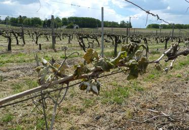 L’épisode de gel de fin avril n’est pas pris en compte dans la détermination du rendement 2017 mais il fera partie des éléments utilisés pour le calcul du rendement 2018.