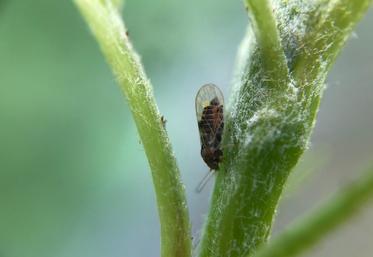 Arboriculture, Psylle, Poirier, Deux-Sèvres, chambre d'agriculture