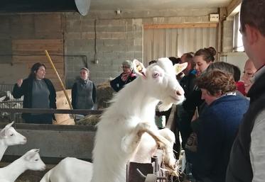 deux sèvres lactations longues engraissement caprin lactalis agriculture