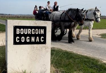 « On a beau avoir un savoir-faire, si on ne le fait pas savoir, on périclite très vite », résume Frédéric Bourgoin, producteur de pineau à Saint-Saturnin.