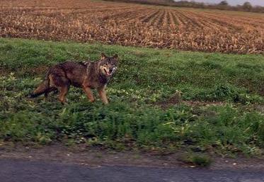 L'un des loups échappés du Sanctuaire de Frontenay-Rohan-Rohan (79).