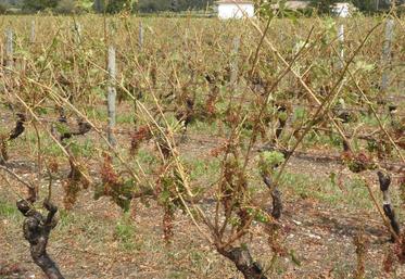 Dégâts de la grêle sur les vignes. Photo d'archives.