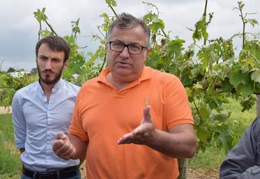 Le président de l’UGVC souhaite une augmentation des surfaces de vigne.