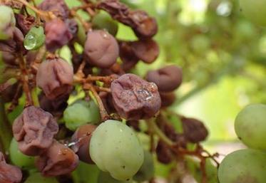 Dégâts de Black rot dans un témoin non traité.