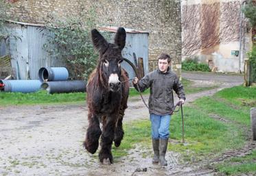 Baptiste Pépin et son baudet Atacama, qui d’après lui «plaira beaucoup aux Parisiens».