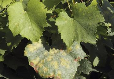 Présentation d'outil de désherbage mécanique des vignes enherbées.