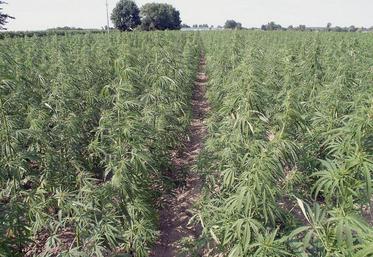 La baisse des surfaces de production s’explique en partie par une offre supérieure à la demande et par la baisse de la demande en céréales hybrides.