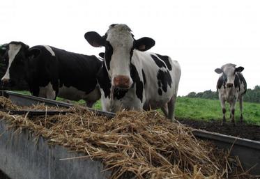 Il est temps de demander l'aide aux bovins laitiers.