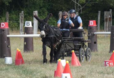 Fakir de la Batie, un baudet du Poitou attelé venu tout droit du Var pour l'occasion.