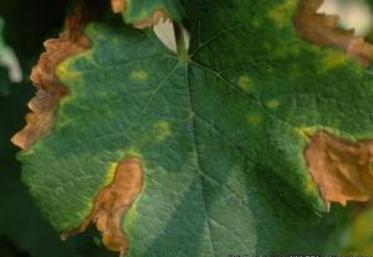 Détail de lésions foliaires sur feuille de vigne. (Xylella fastidiosa - Maladie de Pierce)