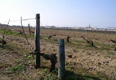 Les vignes de l'île de Ré ont retrouvé une place dans L'Aunis en vignes.